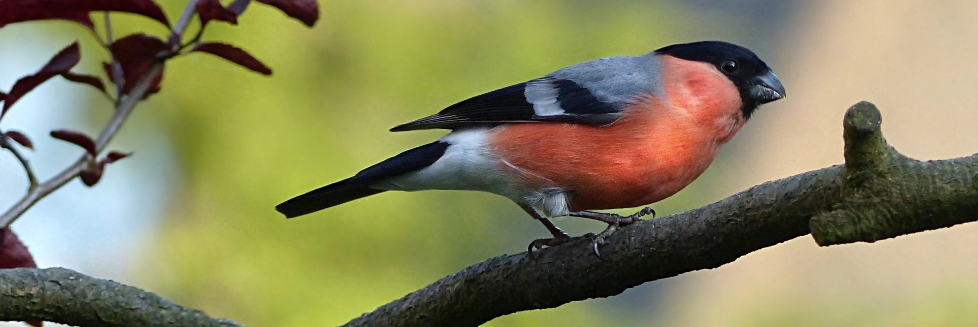 GEVO Nourriture pour oiseaux de jardin