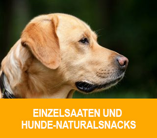 hunde
